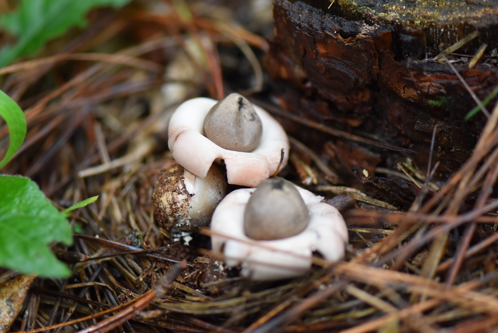 Geastrum saccatum · November 2021 · photo: © vero1304 (iNaturalist, cc-by)