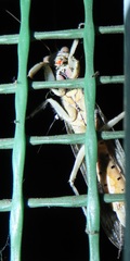 Tarachodes sanctus