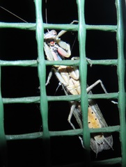 Tarachodes sanctus