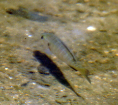 Lepomis macrochirus