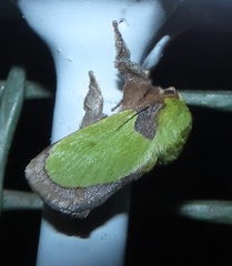 Latoia vivida