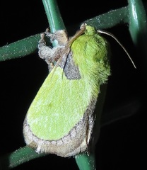 Latoia vivida