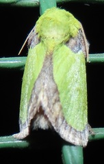 Latoia vivida