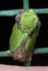 Latoia vivida