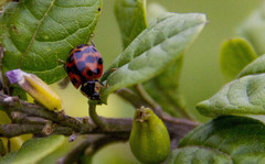 Harmonia axyridis