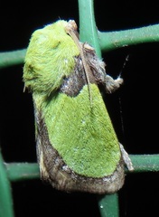 Latoia vivida