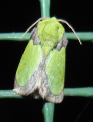 Latoia vivida