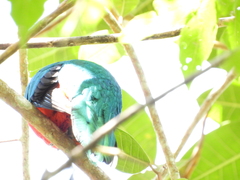 Pharomachrus fulgidus