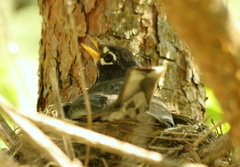 Turdus migratorius