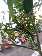 Papilio machaon