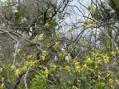 Anthocercis littorea