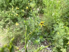 Anthocercis littorea