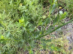 Anthocercis littorea