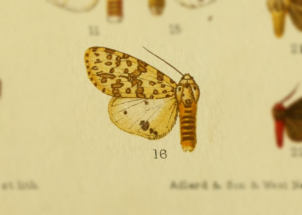 Alpenus schraderi
