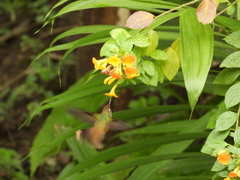 Anthocephala floriceps