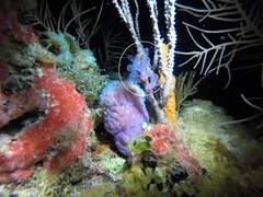 Clavelina picta