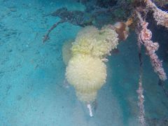 Ecteinascidia turbinata