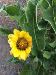Balsamorhiza