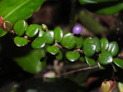 Sphyrospermum buxifolium