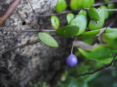 Sphyrospermum buxifolium