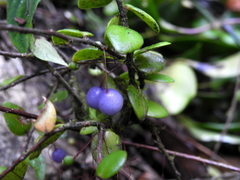 Sphyrospermum buxifolium