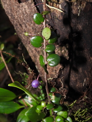 Sphyrospermum buxifolium