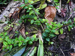 Sphyrospermum buxifolium