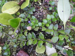 Sphyrospermum buxifolium