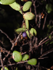 Sphyrospermum buxifolium