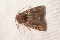 Dryobota labecula