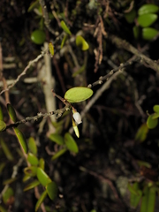 Sphyrospermum buxifolium