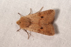 Agrochola blidaensis