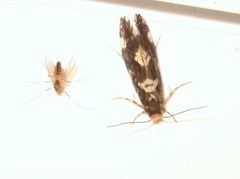 Triaxomera fulvimitrella
