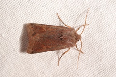 Agrochola haematidea