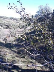 Pyrus bourgaeana