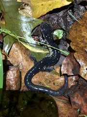 Plethodon chattahoochee