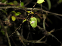 Sphyrospermum buxifolium