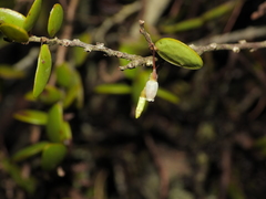 Sphyrospermum buxifolium