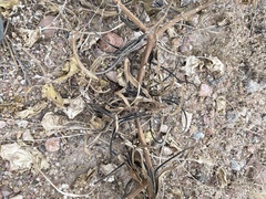 Proboscidea althaeifolia