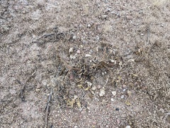 Proboscidea althaeifolia