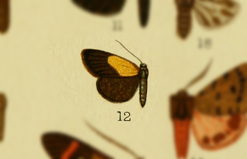 Nyctochroa basiplaga