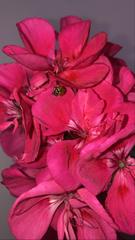 Hippodamia convergens