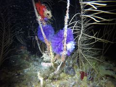 Clavelina puertosecensis