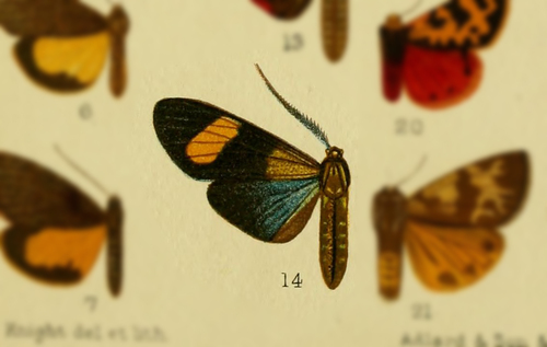 Diospage carilla thumbnail