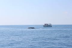 Balaenoptera musculus