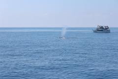 Balaenoptera musculus