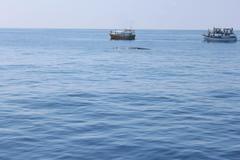 Balaenoptera musculus