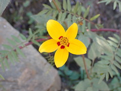 Bidens bicolor