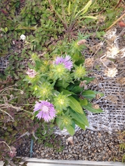 Stokesia