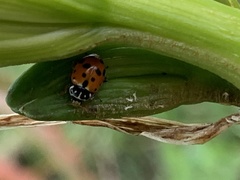 Hippodamia variegata